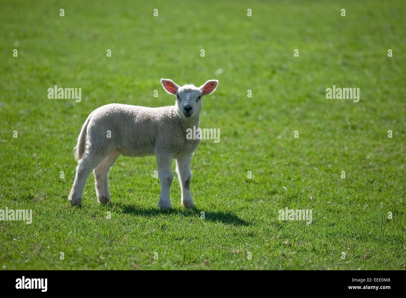 Cute baby lamb stands in a green field Stock Photo - Alamy