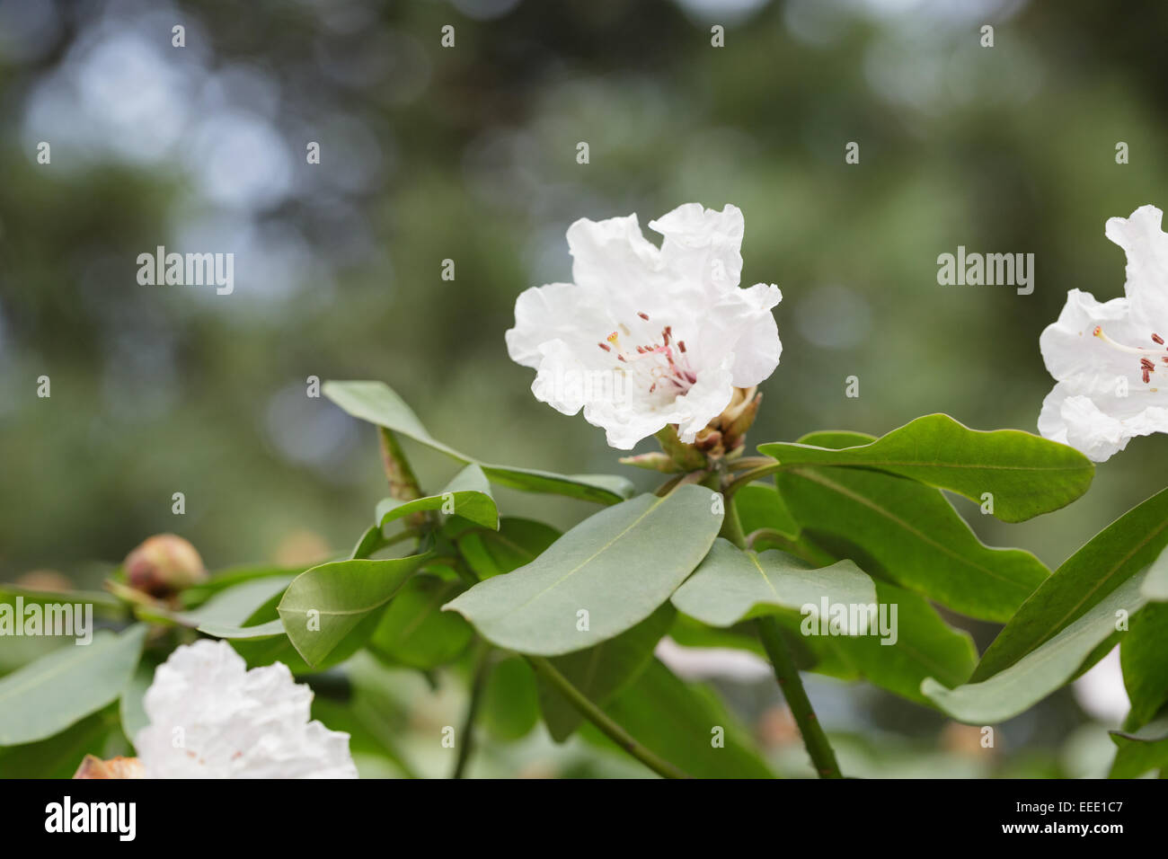 spring branch of white Rhododendron bush, close up Stock Photo