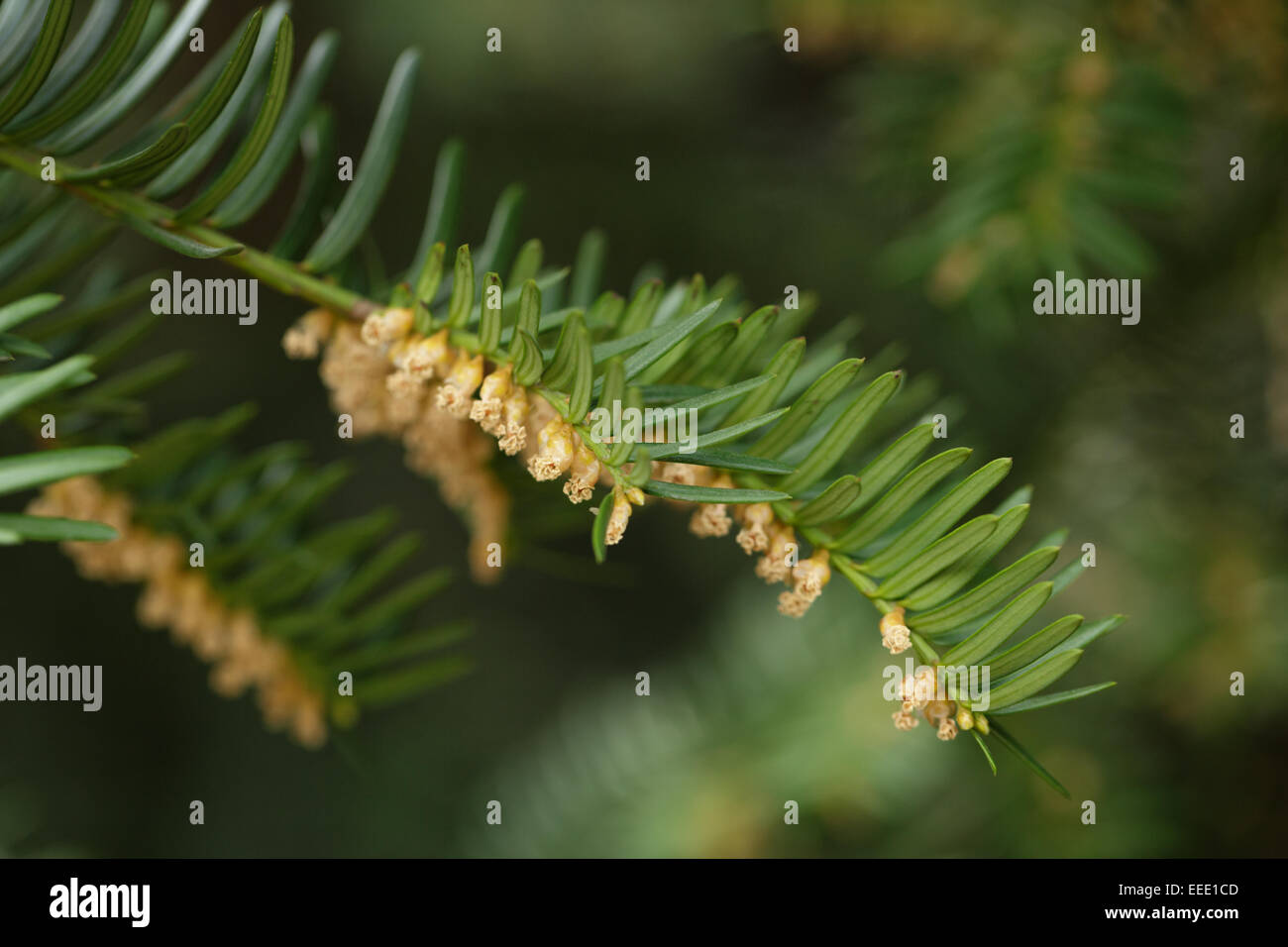 Yew or Taxus baccata green leaves and flowers, close up Stock Photo