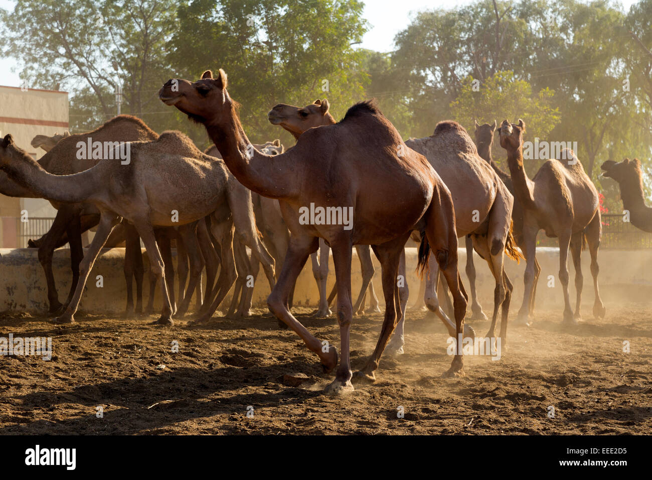 India, Rajasthan, Bikaner, Camel Breeding Centre Stock Photo