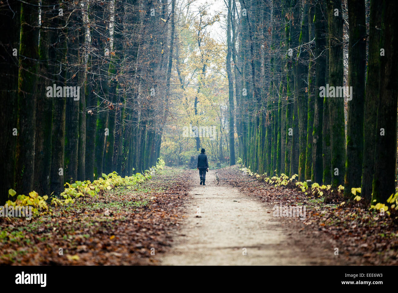 A young woman walking in the park with her dog during a foggy autumnal day Stock Photo