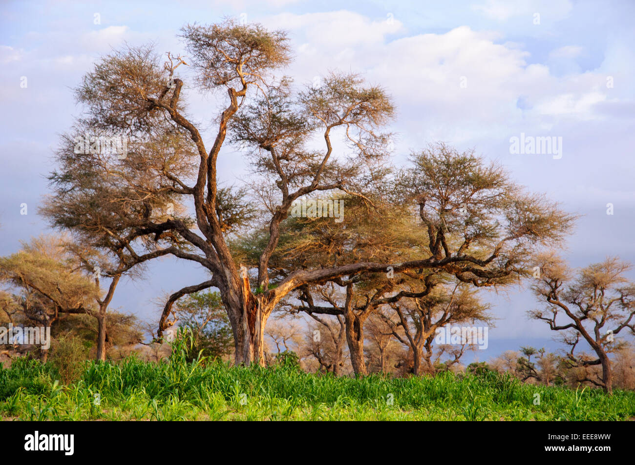 Giant acacia trees in the savannah, Senegal. Stock Photo