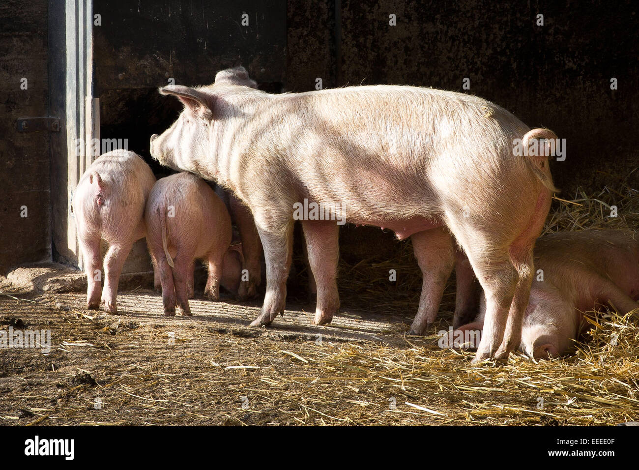 Pigs in an open-air stable, Winnenden, Germany, Jan. 1, 2015. Stock Photo