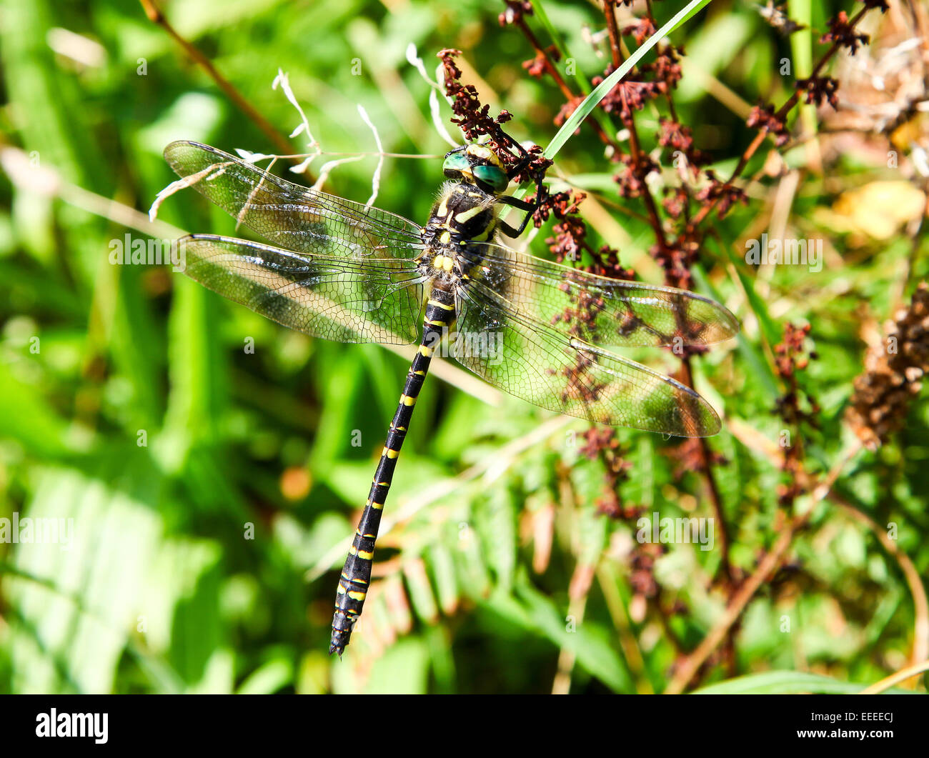 male Golden Ringed Dragonfly (Cordulegaster boltonii) insect Cornwall South west england UK Stock Photo