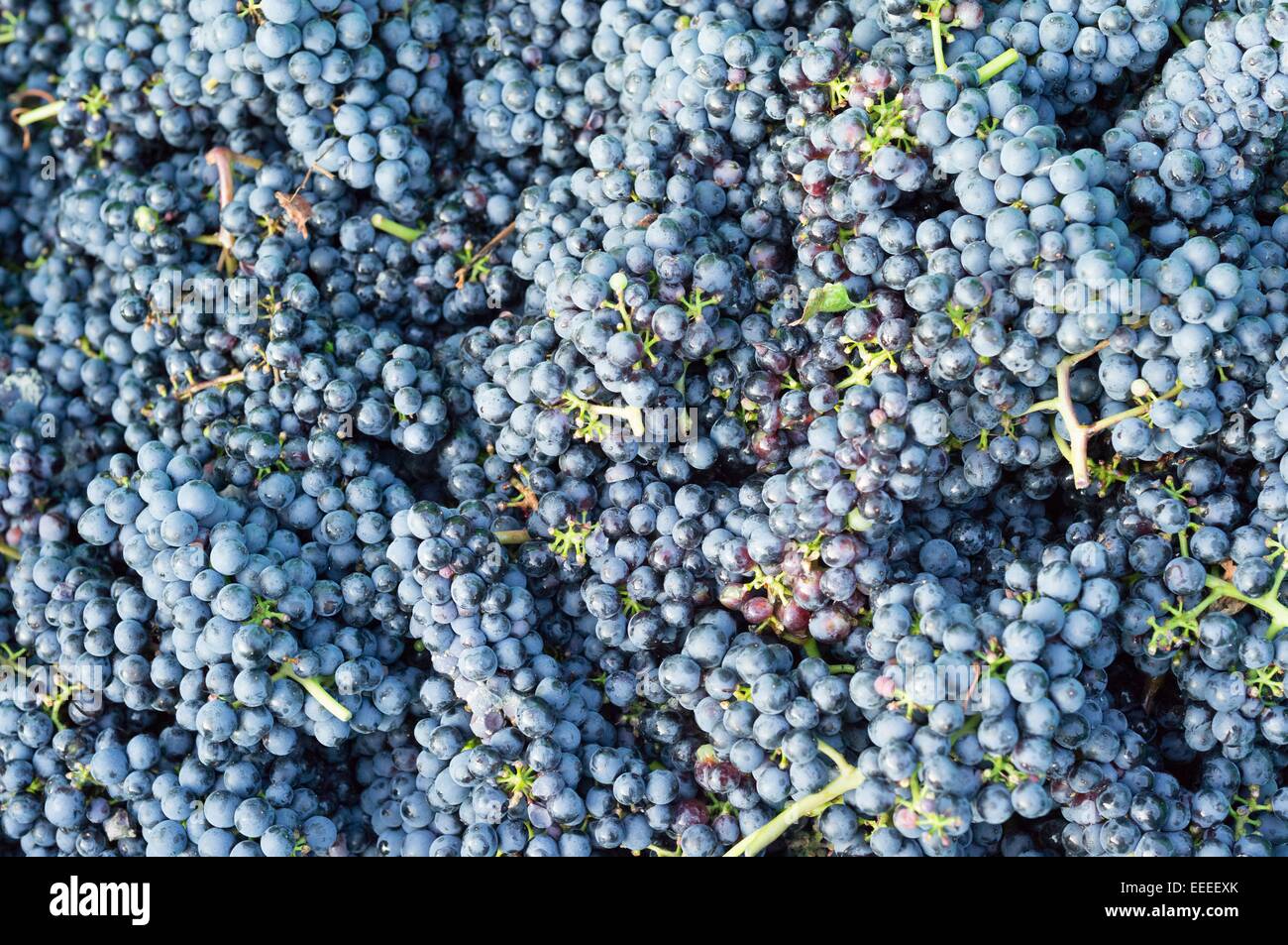 Zweigelt hires stock photography and images Alamy