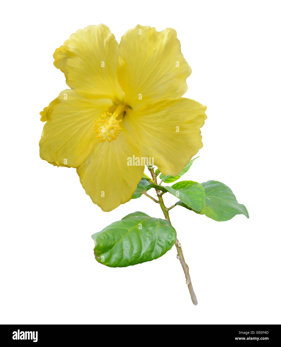 Digital Painting Of Yellow Hibiscus Flower Stock Photo Alamy