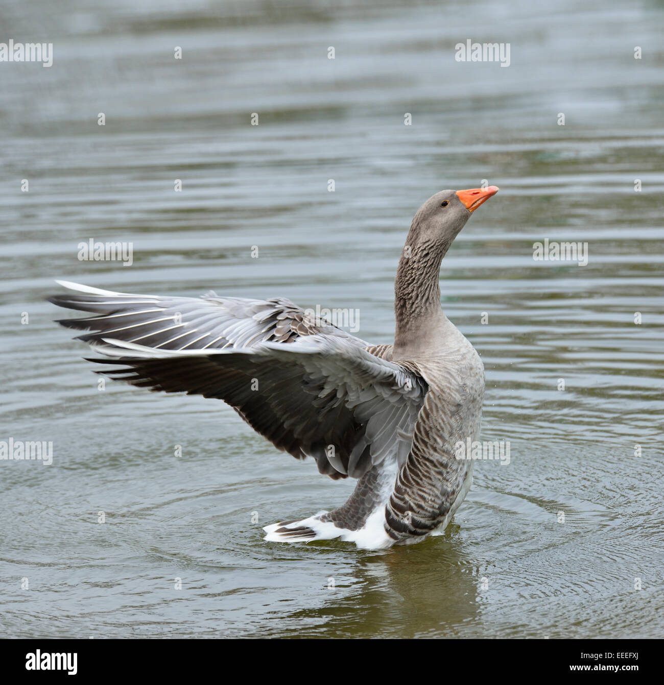 Gray Goose Flapping Wings In The Water Stock Photo