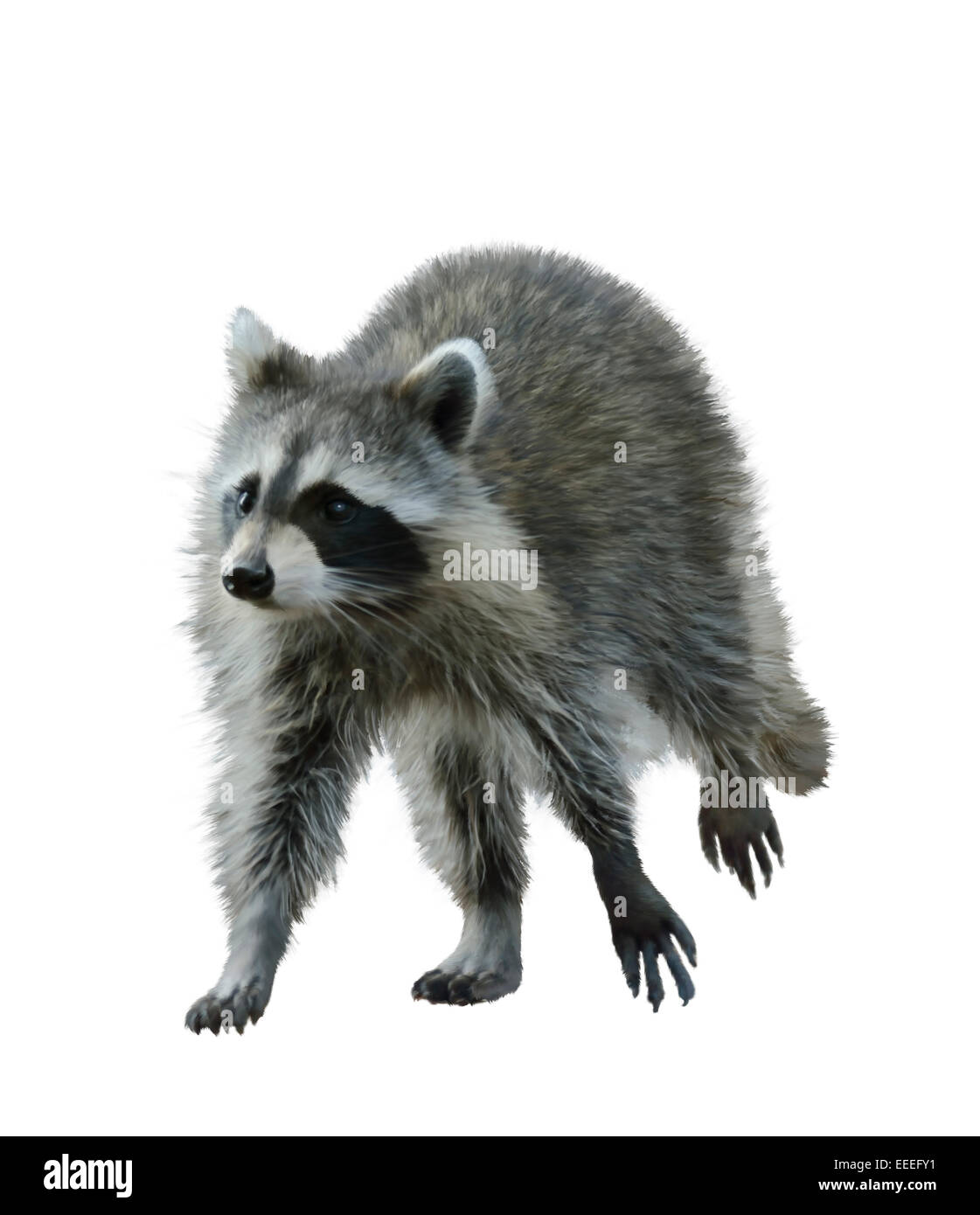 Digital Painting Of Walking Raccoon Stock Photo