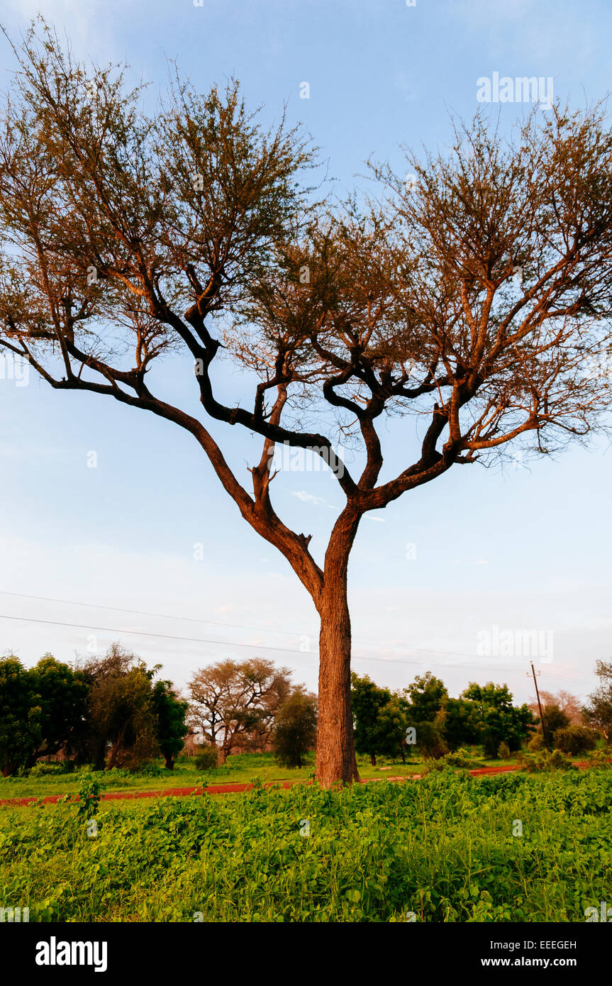 Acacia tree in the savannah, Senegal. Stock Photo