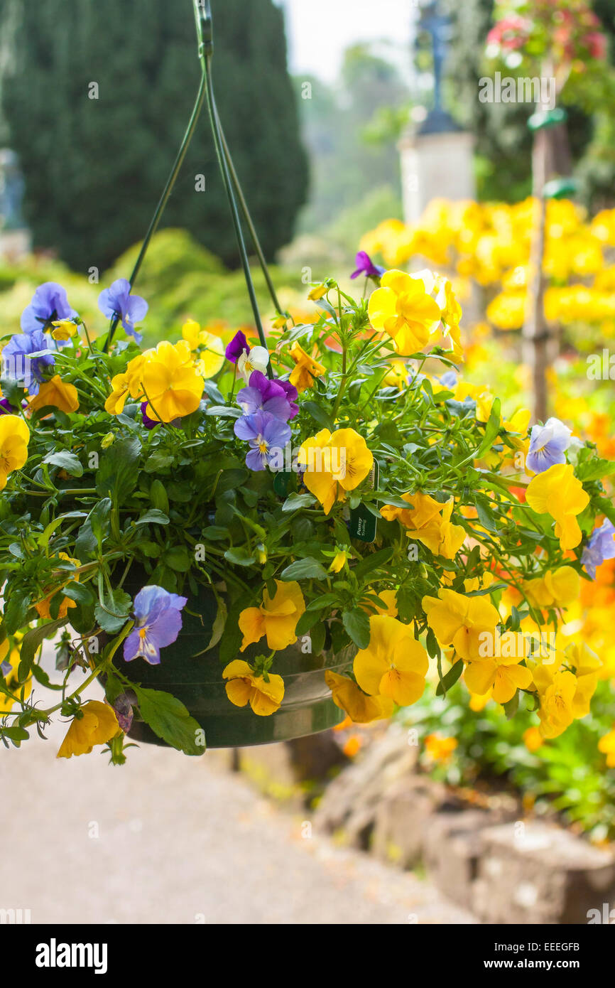 Beautiful yellow pansy flowers in hanging basket Stock Photo