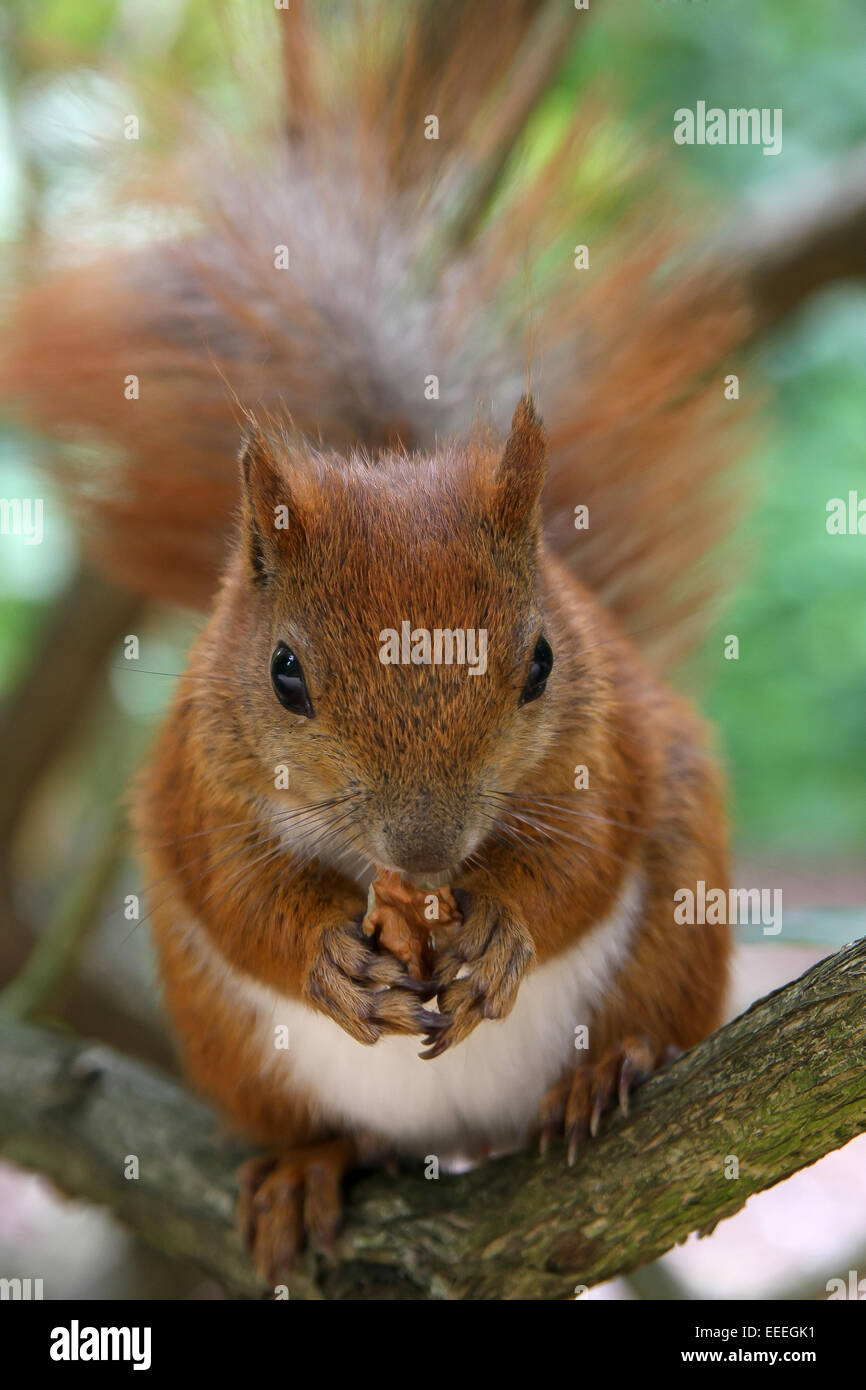 closeup of a squirrel eating a nut, photo: July 12, 2008. Stock Photo