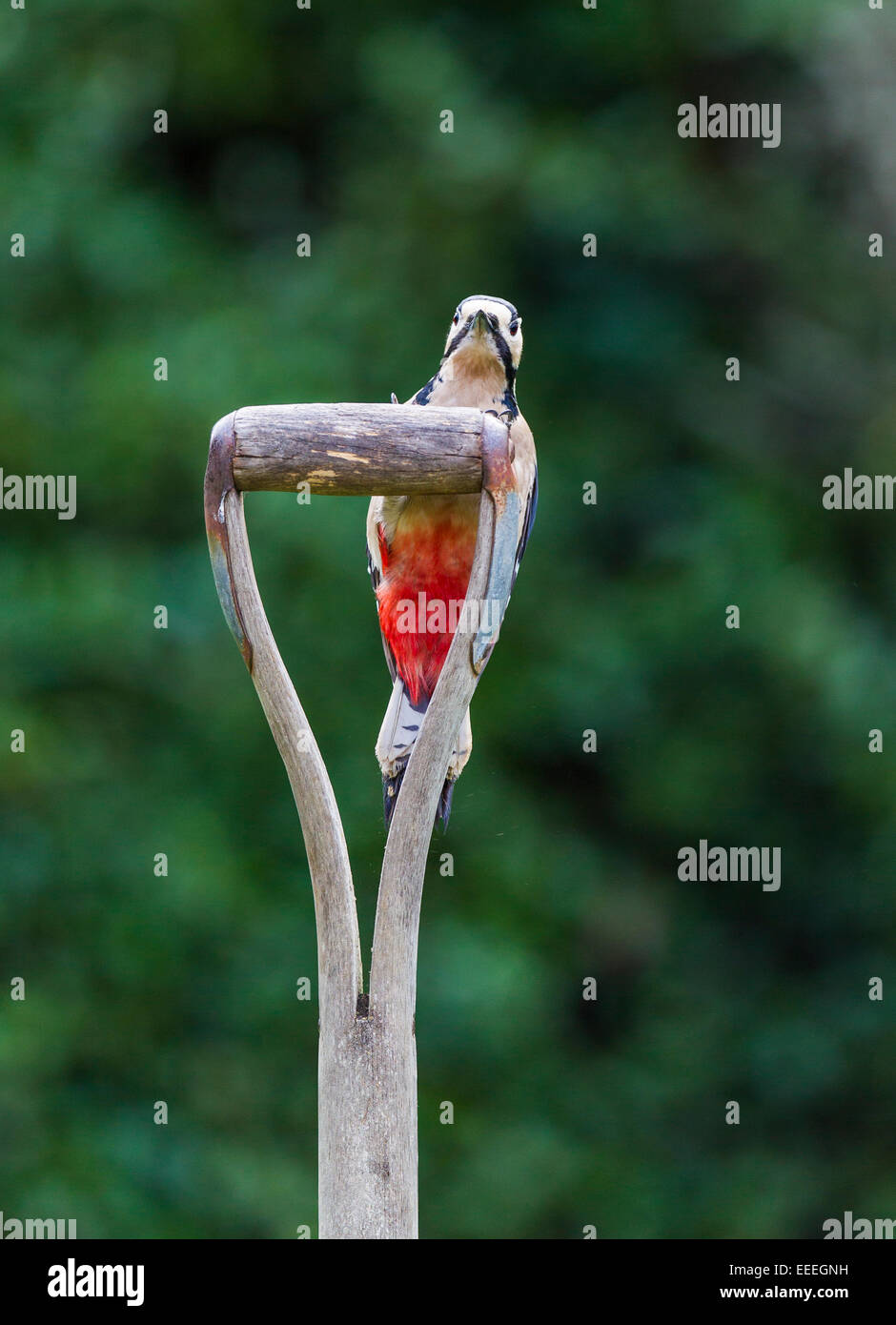 Greater Spotted Woodpecker on a garden fork. Stock Photo