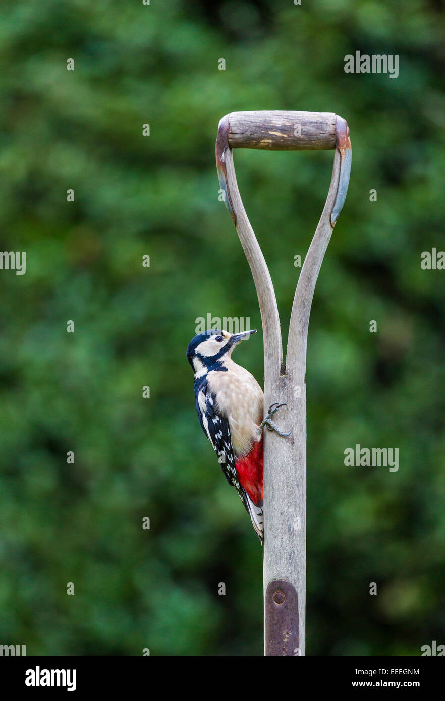 Greater Spotted Woodpecker climbing a garden fork Stock Photo
