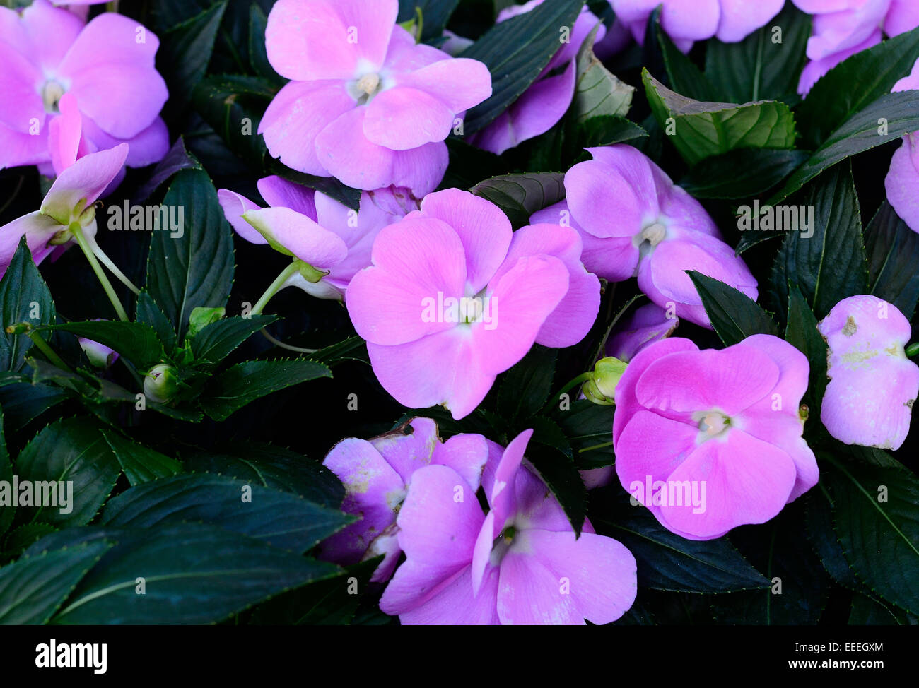 beautiful Impatiens flower (Impatiens psittacina) at Thai flower garden Stock Photo
