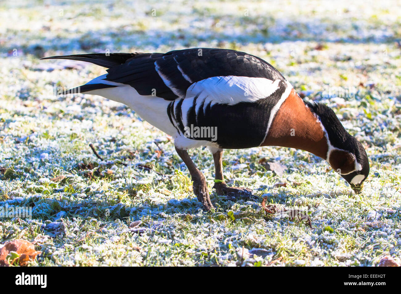 Red-breasted Goose on icy meadow, Branta ruficollis, photo: December 2014. Stock Photo
