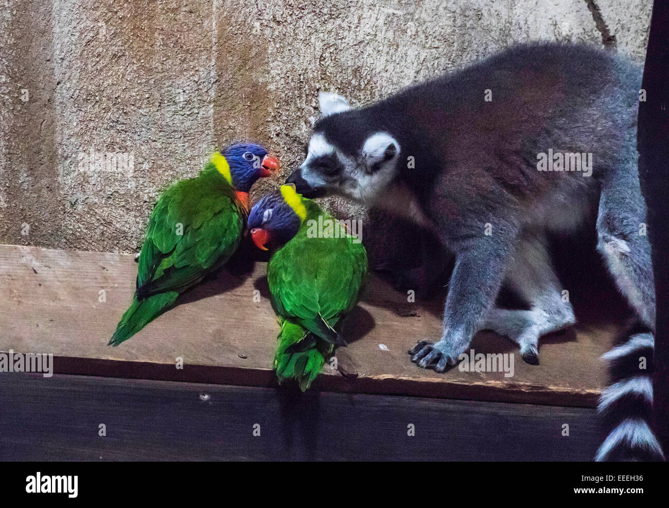 Ring-Lemur and Rainbow Lorikeets, Lemur catta, Trichoglossus haematodus, photo: December 2014. Stock Photo