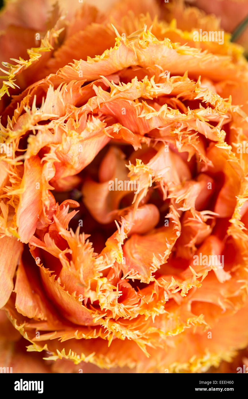 Tulipa 'Sensual Touch' Stock Photo Alamy