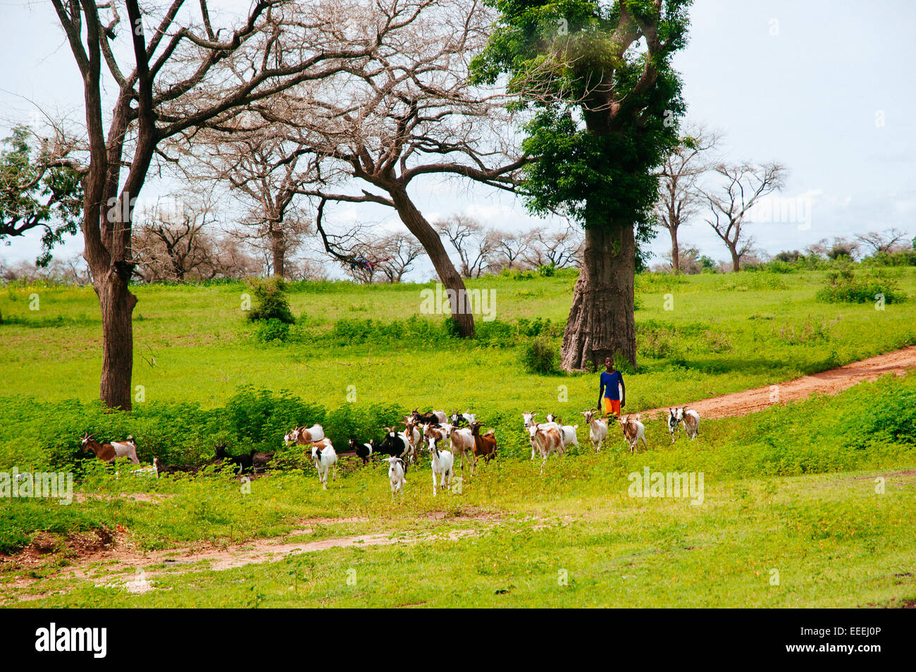 Shepherd boy with goats in the green savannah, Senegal. Stock Photo
