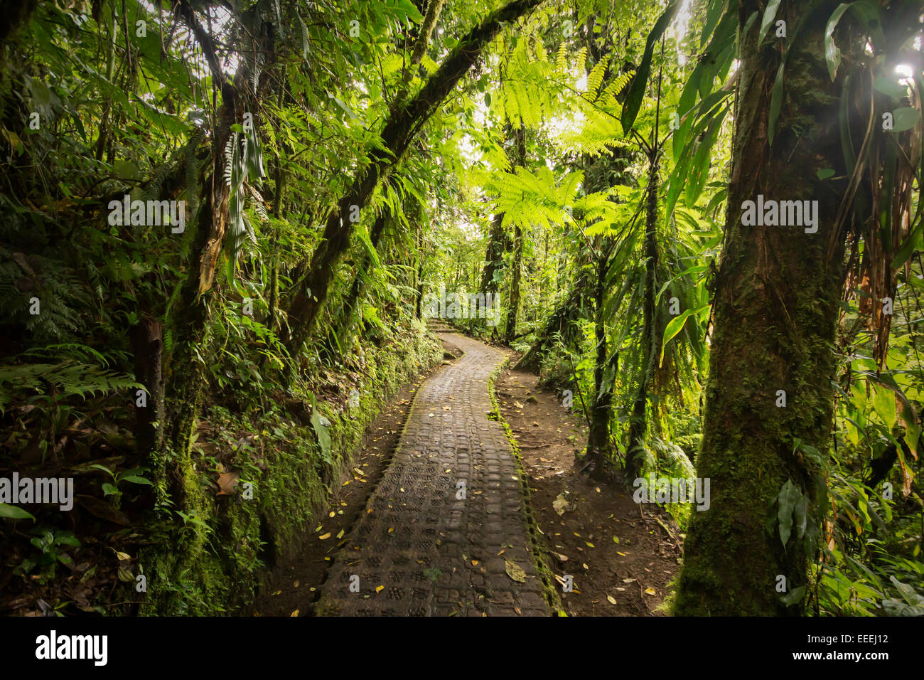 A beautiful jungle footpath from within the dense Costa Rican rain-forest. Stock Photo