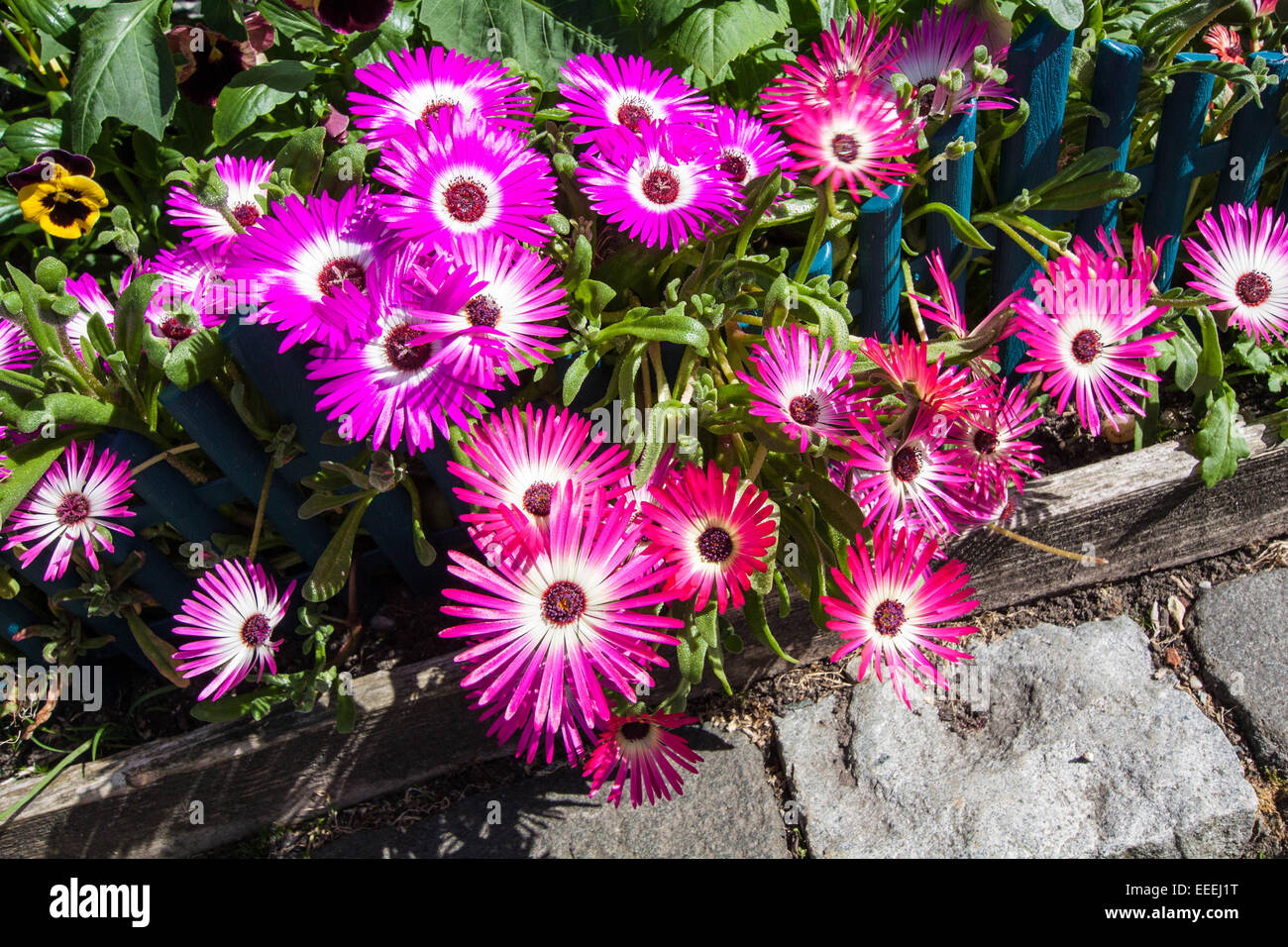 Mesembryanthemum daisy pink and red flowers close up Stock Photo