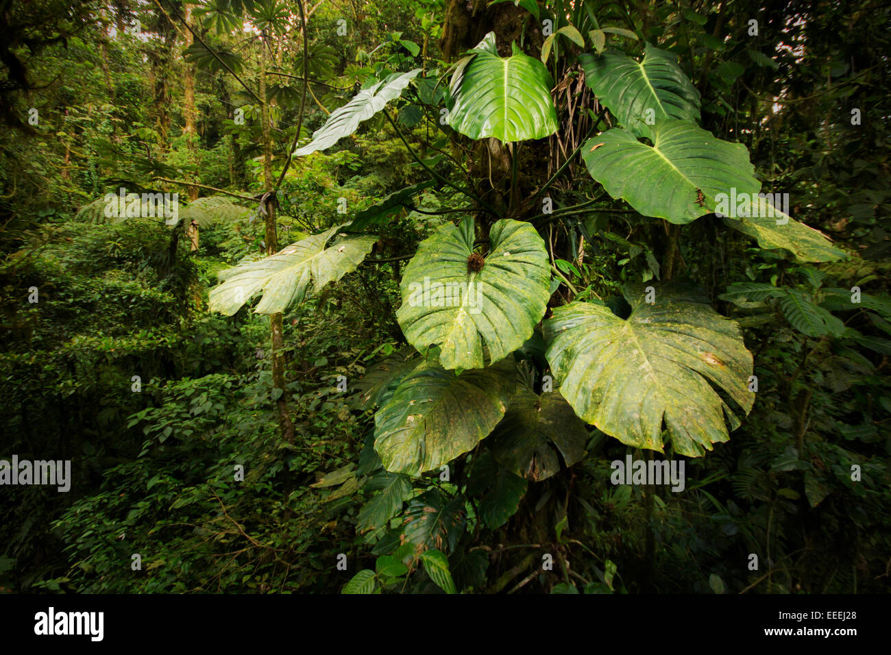 Big epiphyte plants growing high up on trees in the beautiful, lush Costa Rican cloudforest. Stock Photo