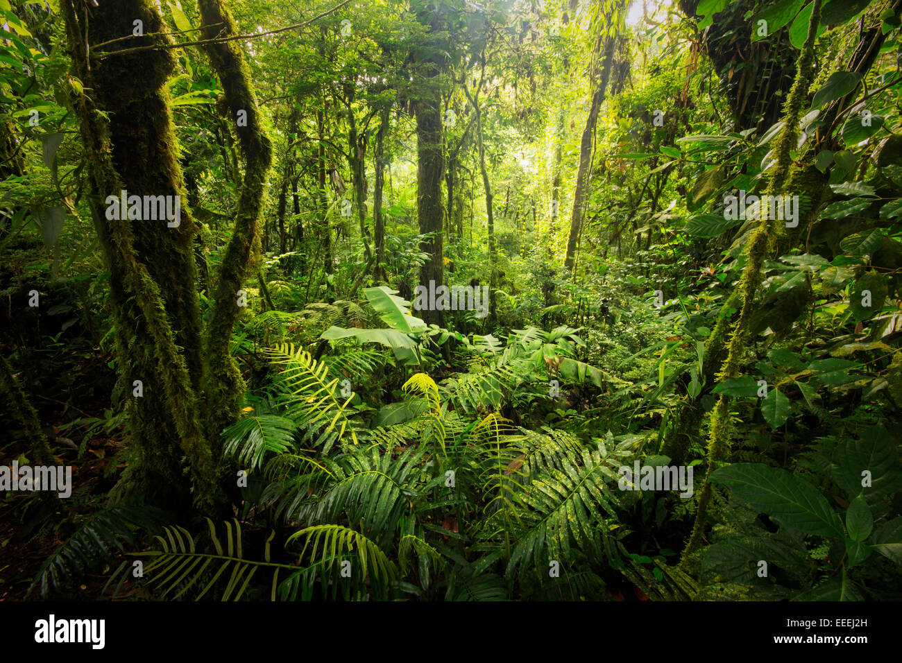 Costa rica rainforest hi-res stock photography and images - Alamy