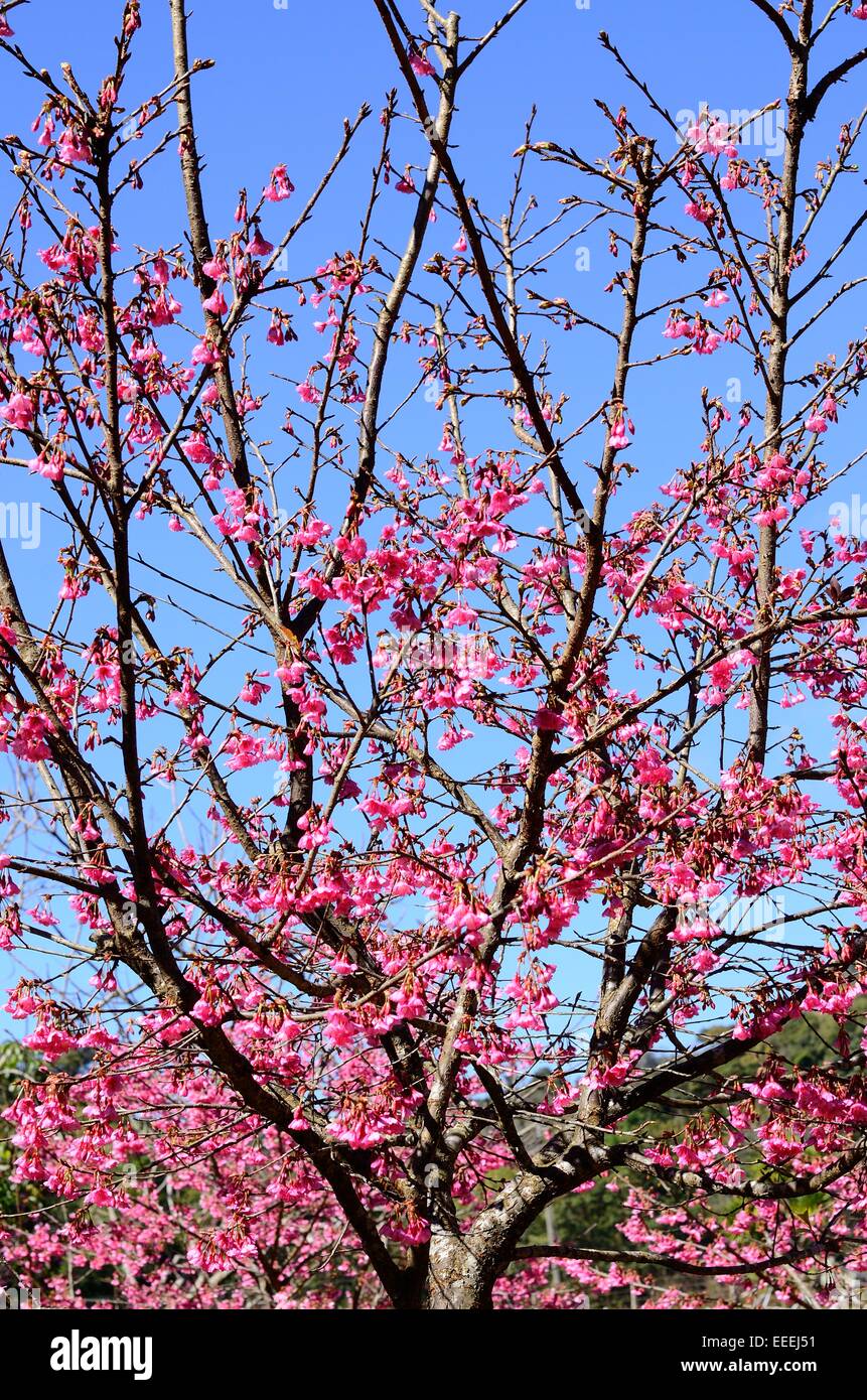 beautiful Wild Himalayan Cherry flower (Prunus cerasoides) at Thai ...