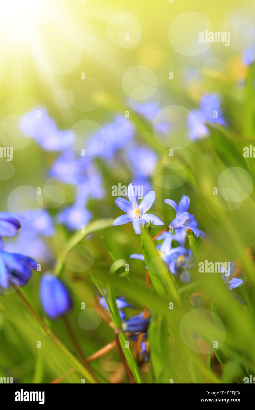Beautiful, blue, spring flowers meadow Stock Photo - Alamy