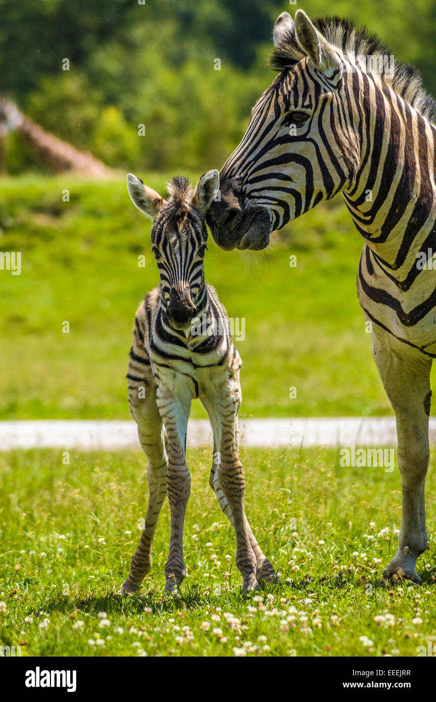 a mother zebra taking care of her baby Stock Photo - Alamy