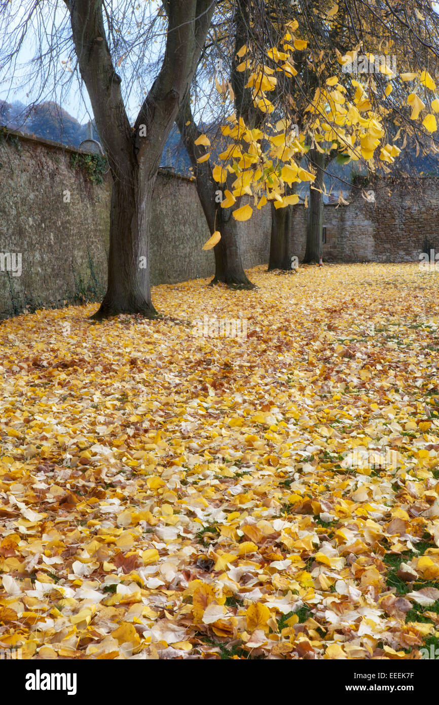 A carpet of yellow leaves cover the ground under lime trees Stock Photo