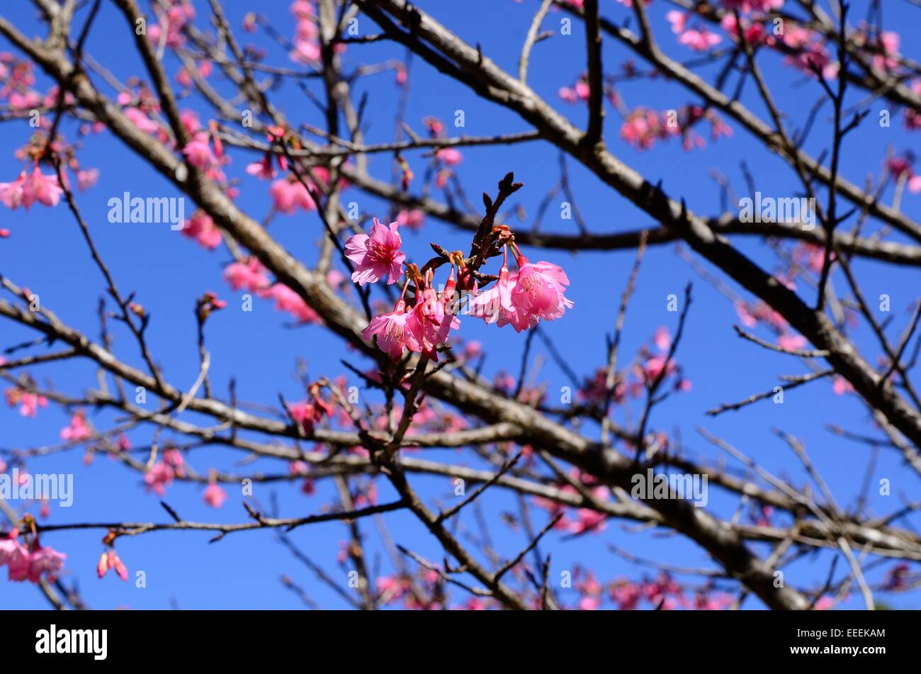 beautiful Wild Himalayan Cherry flower (Prunus cerasoides) at Thai ...