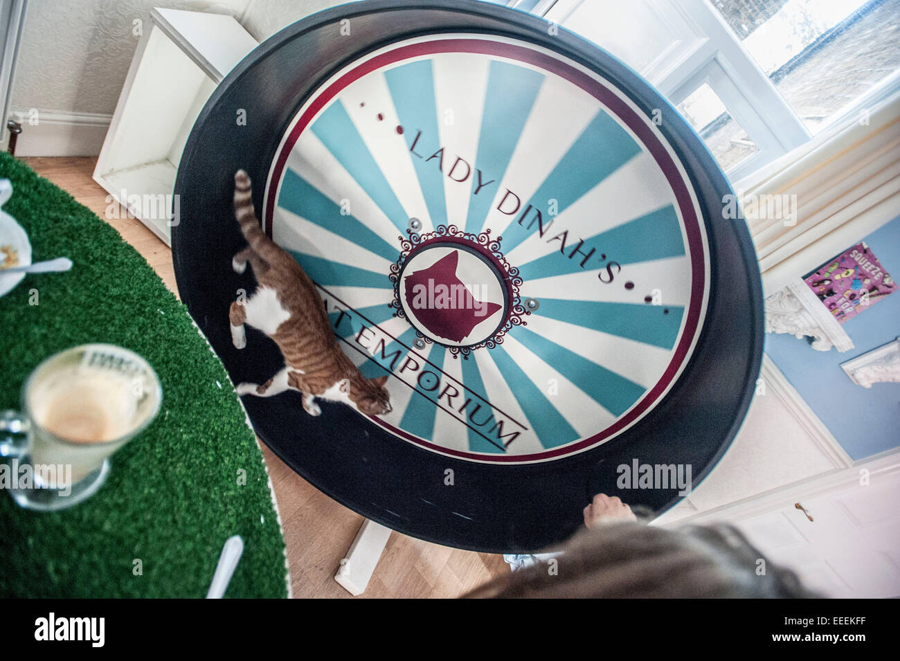 Lady Dinahs Cat Emporium in London's trendy east end Stock Photo Alamy