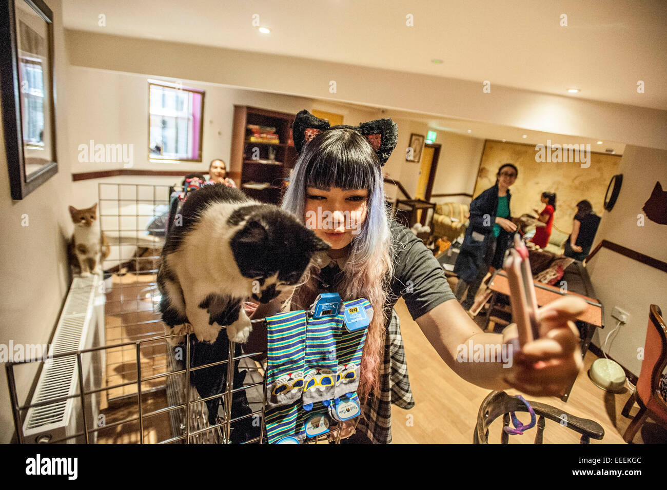 Lady Dinahs Cat Emporium in London's trendy east end Stock Photo Alamy
