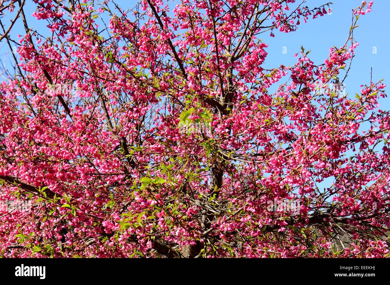 beautiful Wild Himalayan Cherry flower (Prunus cerasoides) at Thai ...
