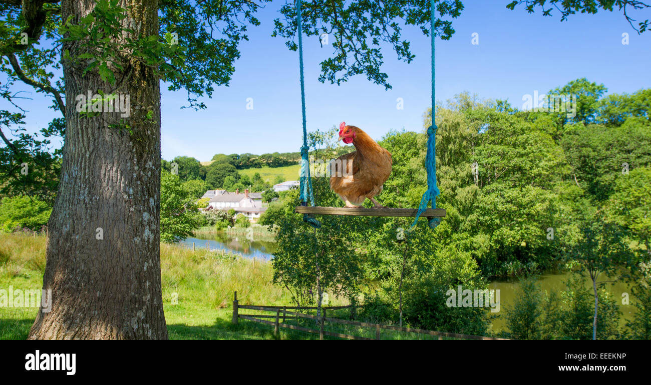 A chicken on a swing on an English farm Stock Photo