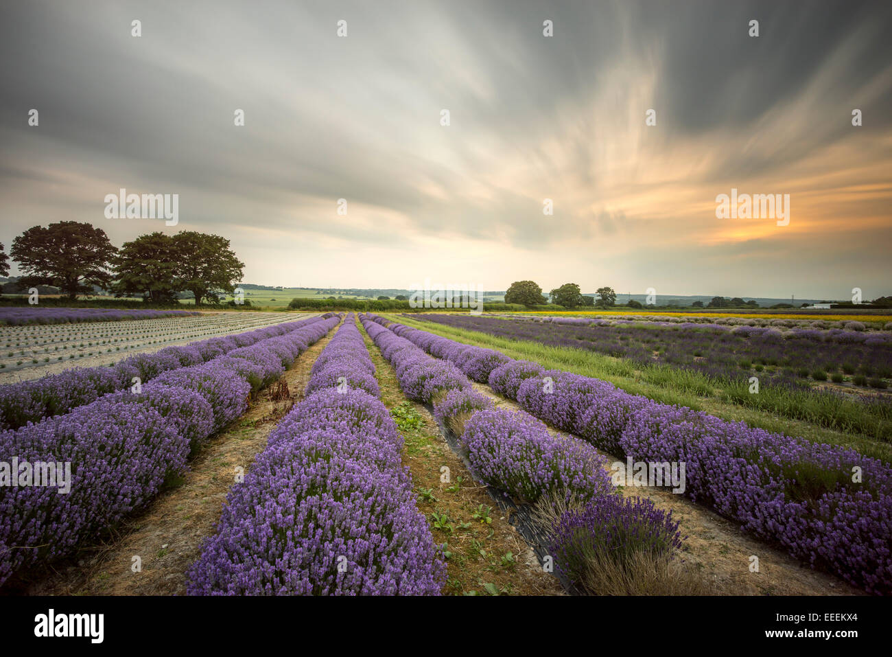 Alton Lavender Farm Stock Photo