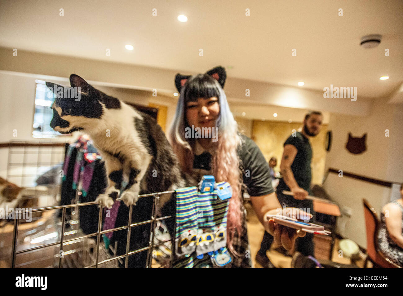 Lady Dinahs Cat Emporium in London's trendy east end Stock Photo Alamy