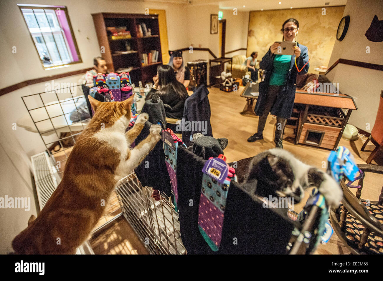 Lady Dinahs Cat Emporium in London's trendy east end Stock Photo Alamy