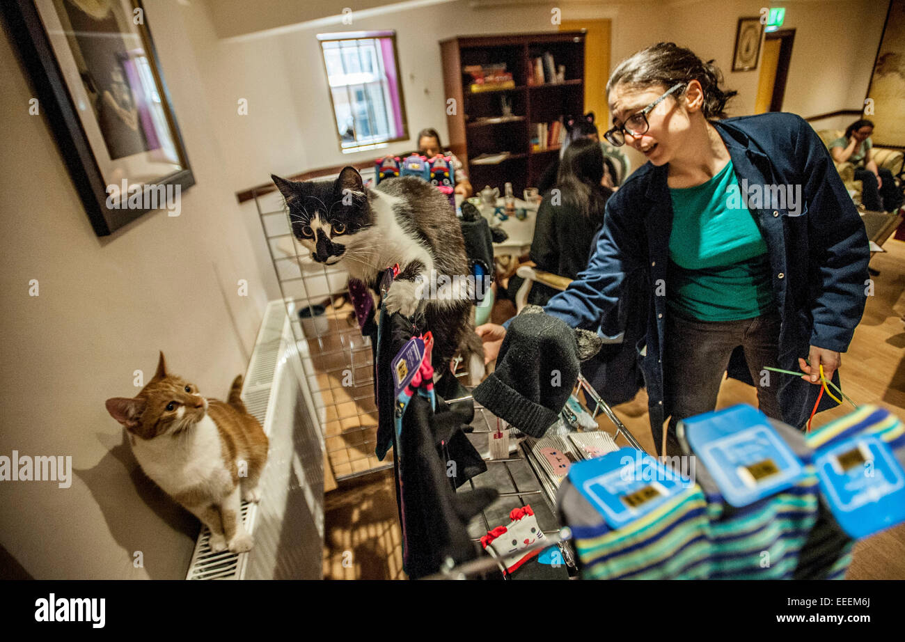 Lady Dinahs Cat Emporium in London's trendy east end Stock Photo Alamy