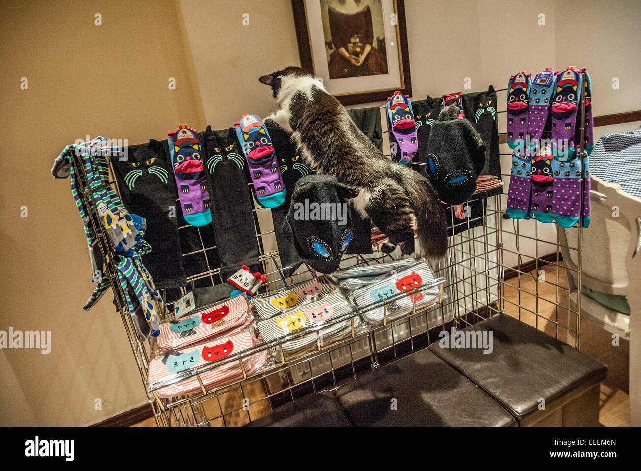 Lady Dinahs Cat Emporium in London's trendy east end Stock Photo Alamy