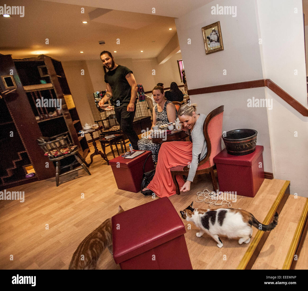 Lady Dinahs Cat Emporium in London's trendy east end Stock Photo Alamy