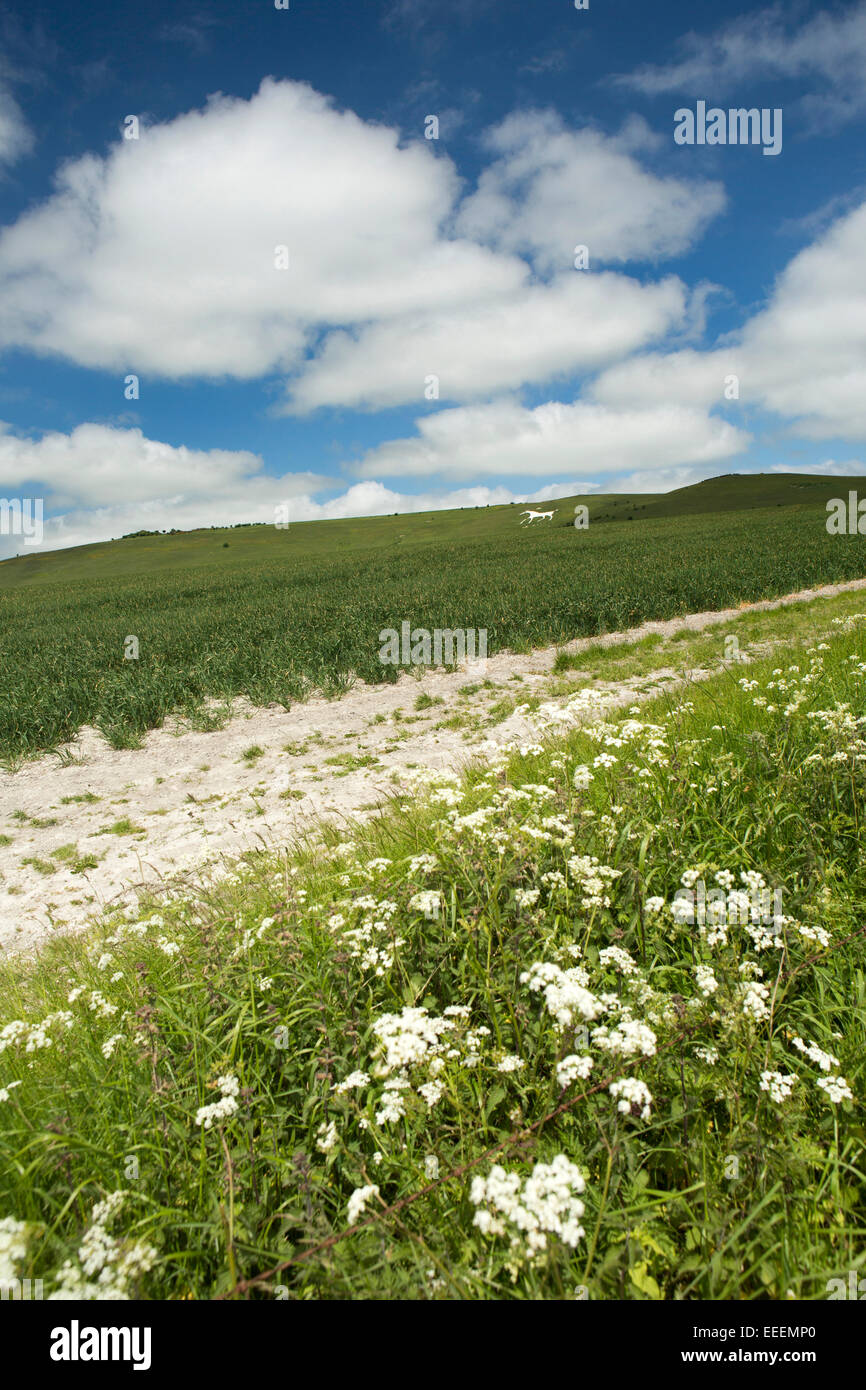 UK, England, Wiltshire, Vale of Pewsey, Alton Barnes, white horse on Milk Hill Stock Photo