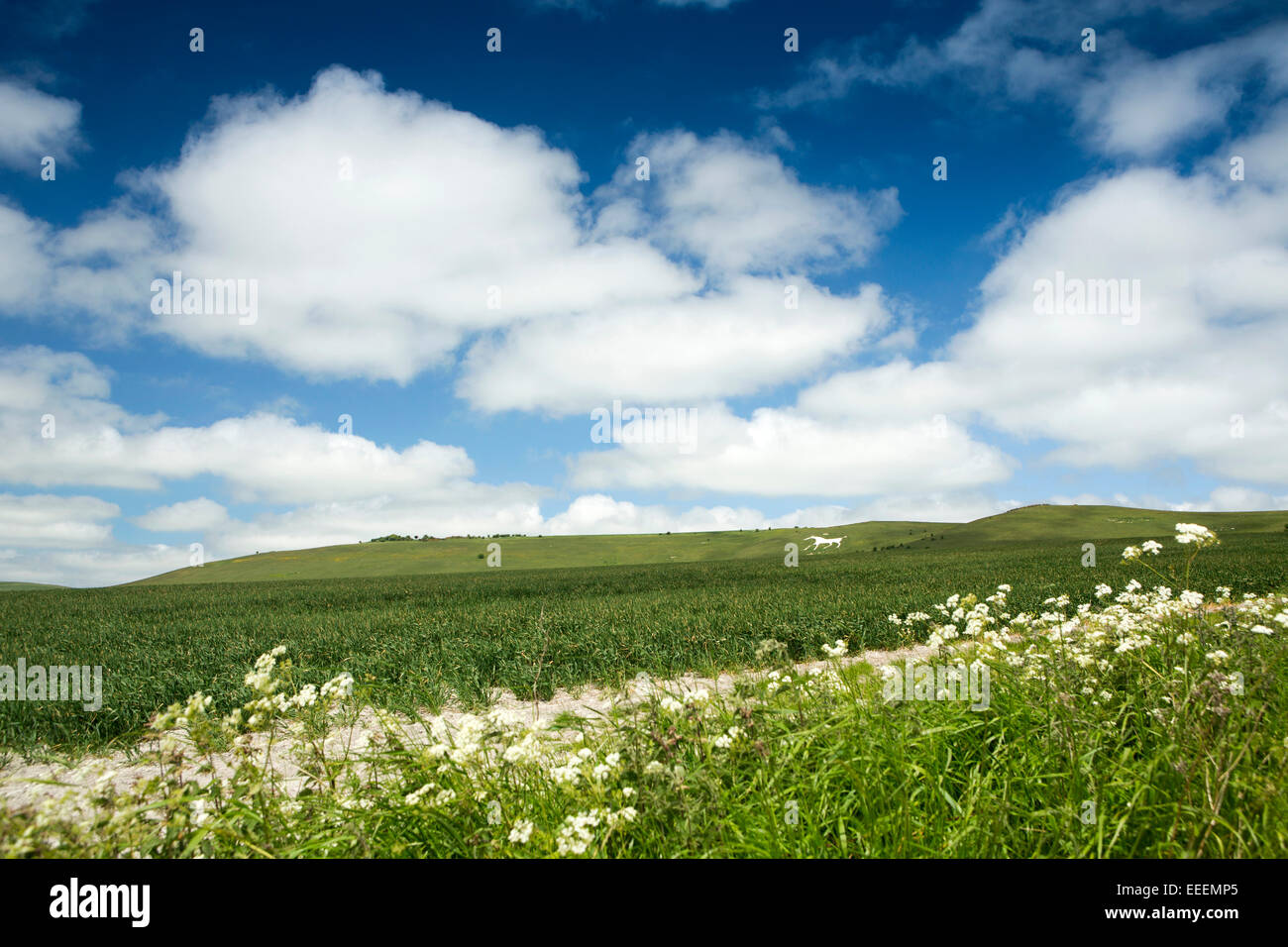 UK, England, Wiltshire, Vale of Pewsey, Alton Barnes, white horse on Milk Hill Stock Photo