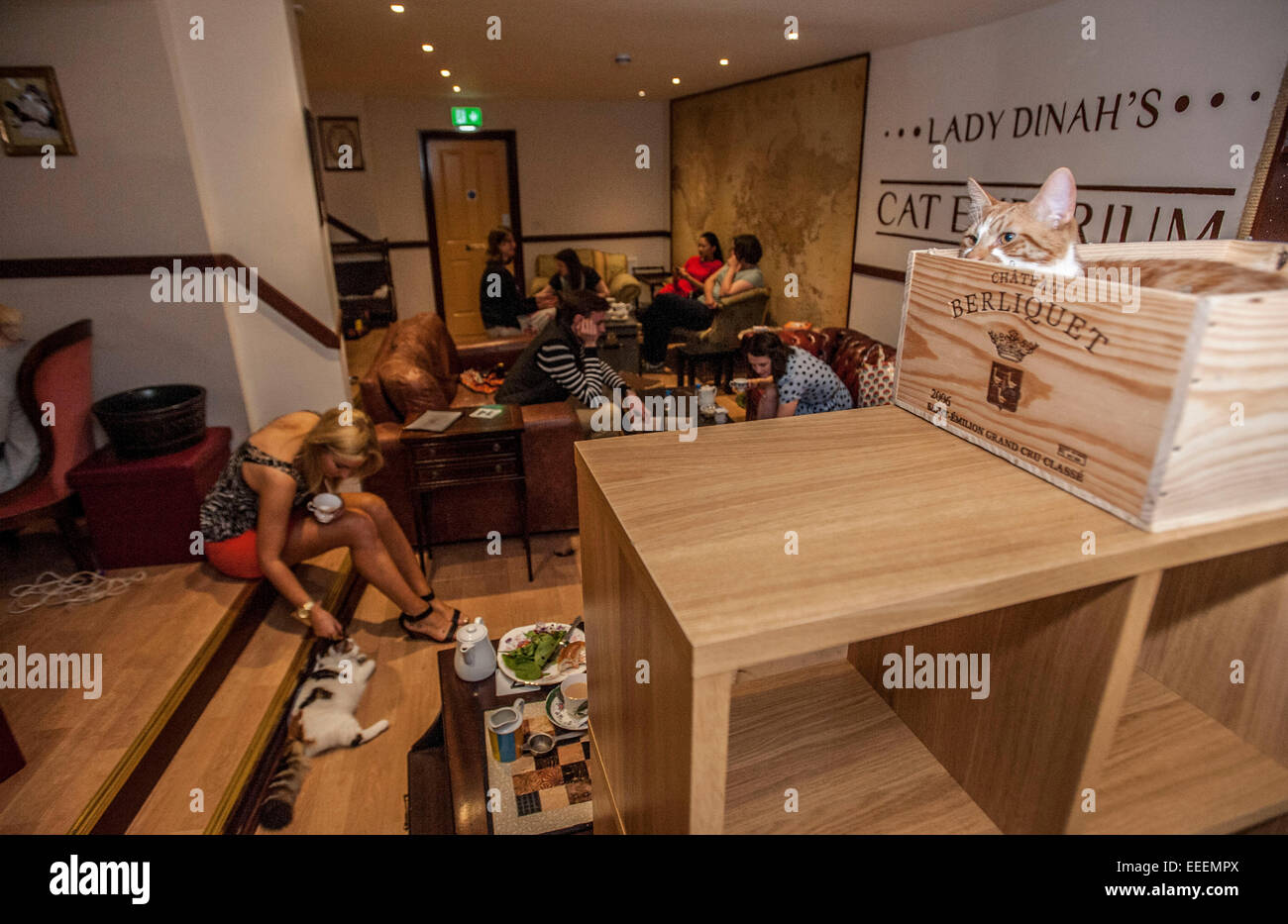Lady Dinahs Cat Emporium in London's trendy east end Stock Photo Alamy