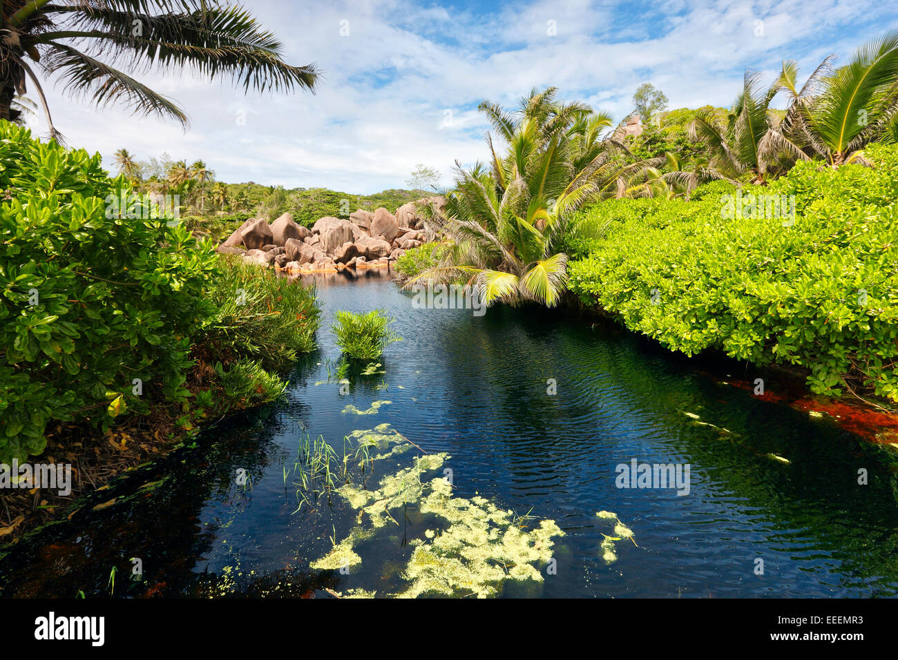 Seychelles palm forest, La Digue Stock Photo