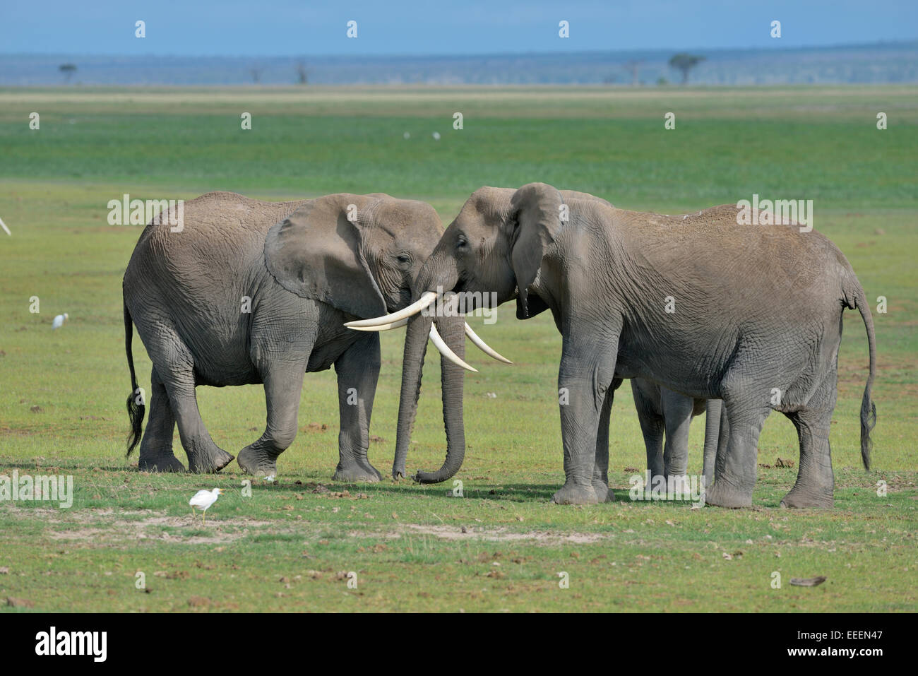 Two elephants face to face along a swamp at Amboseli, Amboseli National Park Stock Photo