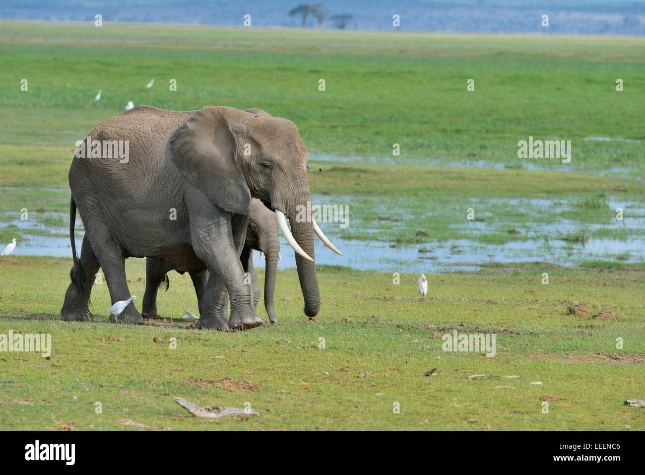 Female African elephant with a cub walking along a swamp at Amboseli, Amboseli National Park Stock Photo