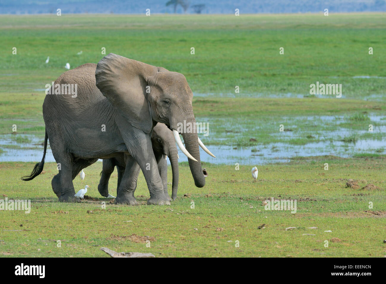 Female African elephant with a cub walking along a swamp at Amboseli, Amboseli National Park Stock Photo