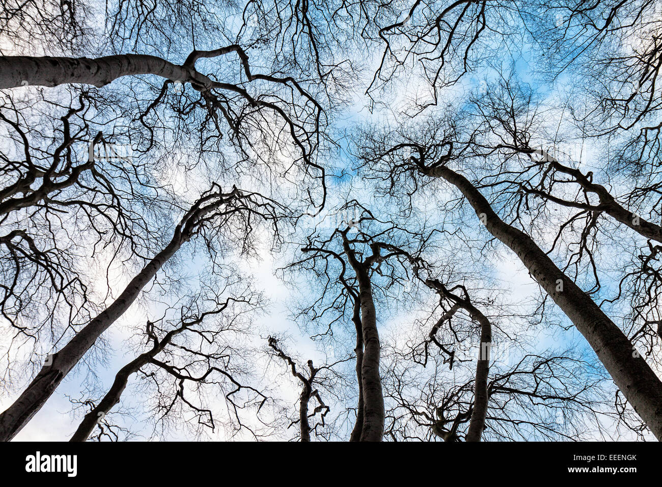 Bare trees with sky Stock Photo - Alamy