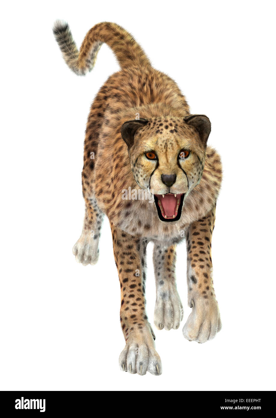 3D digital render of a running cheetah isolated on white background Stock Photo